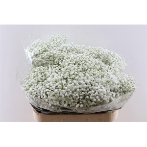 Gyps Pa Over Time 30 Gram