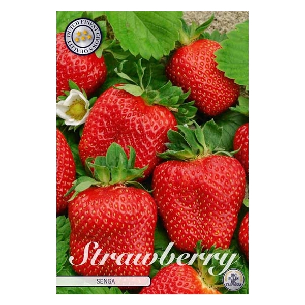 <h4>Strawberry Senga x3</h4>