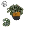 Peperomia Napoli Nights 10,5cm