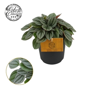Peperomia Napoli Nights 10,5cm
