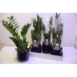 arr8 Zamio Zamiifolia In Keramiek