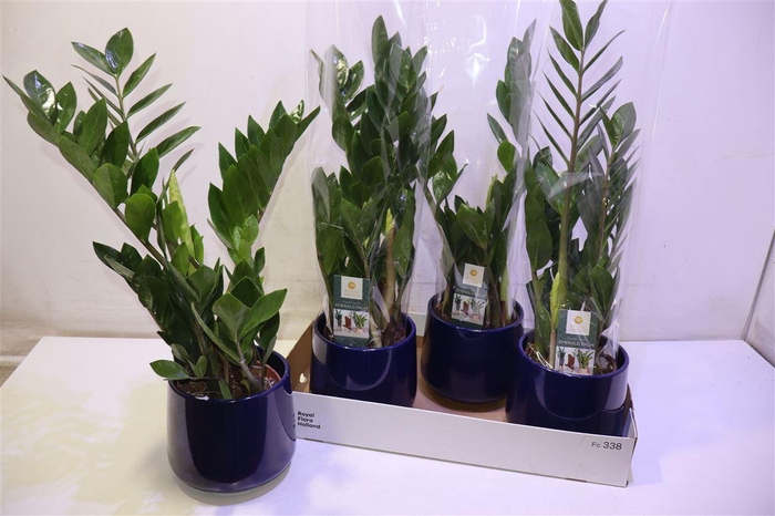 <h4>arr8 Zamio Zamiifolia In Keramiek</h4>