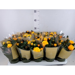 Rosa  'Sunstar Kordana Grande'