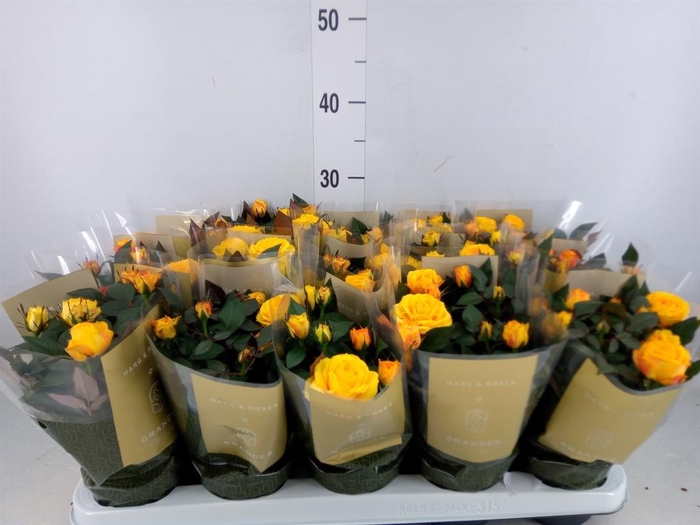 <h4>Rosa  'Sunstar Kordana Grande'</h4>