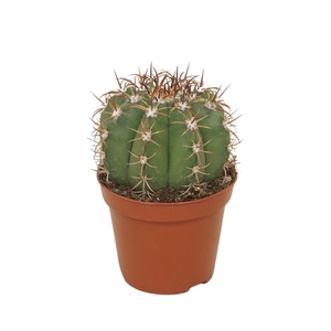 Melocactus matanzanus