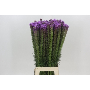 LIATRIS SPICATA