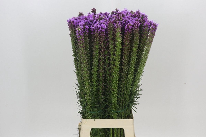 <h4>LIATRIS SPICATA</h4>