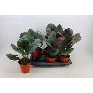 Alocasia 15Ø 25cm 3pp