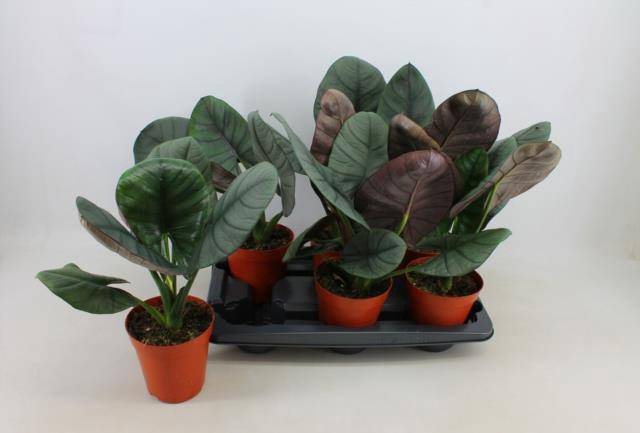 Alocasia 15Ø 25cm 3pp