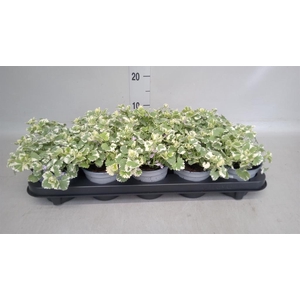 Glechoma hederacea 'Variegata'