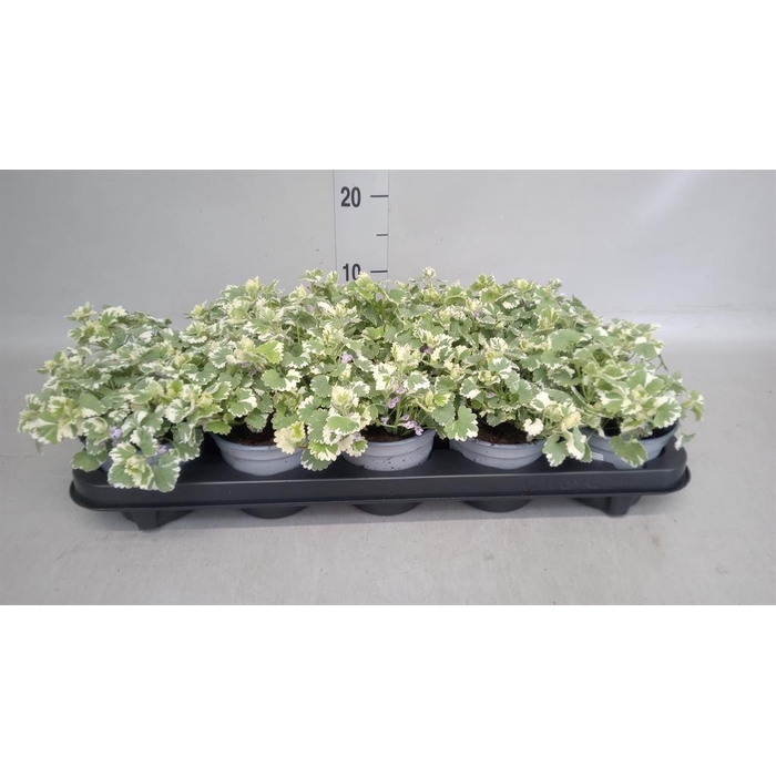 <h4>Glechoma hederacea 'Variegata'</h4>