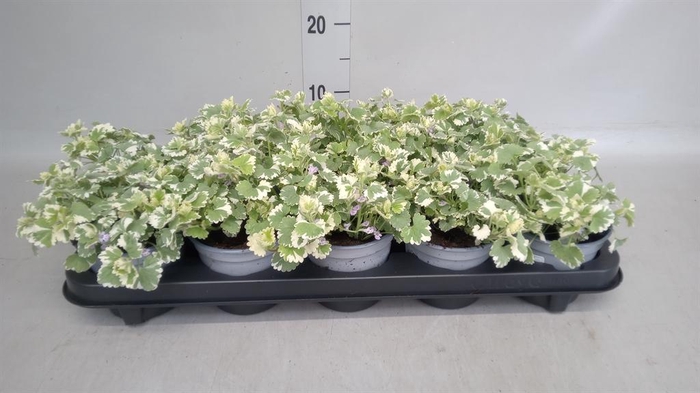 <h4>Glechoma hederacea 'Variegata'</h4>
