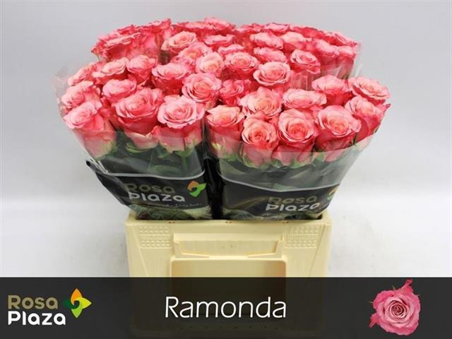 R GR RAMONDA