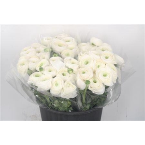 Ran.. Su White Succes Extra