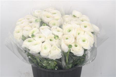 <h4>Ran.. Su White Succes Extra</h4>