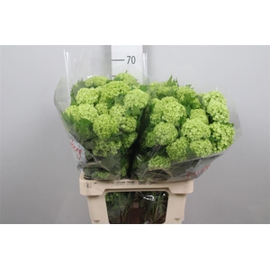 Viburnum Roseum St 2+