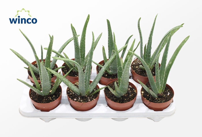 <h4>Aloe Vera</h4>