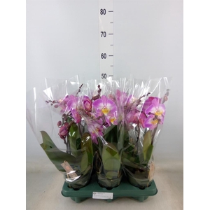 Phalaenopsis  'Spirit Pink'