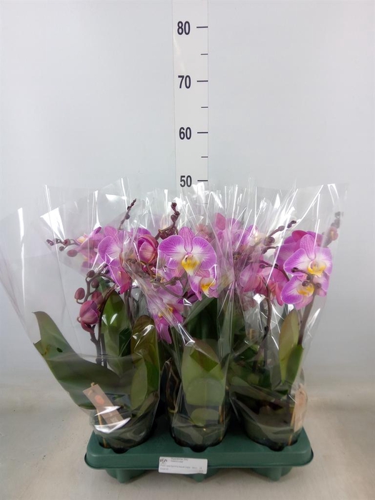 <h4>Phalaenopsis  'Spirit Pink'</h4>