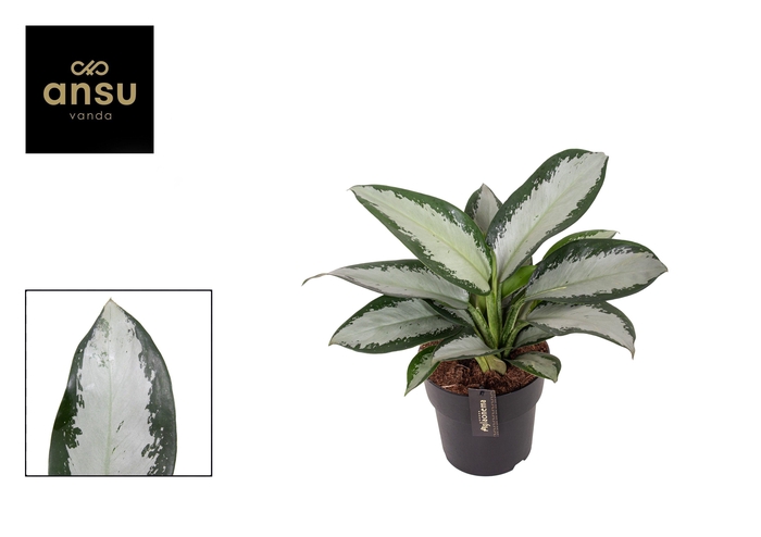 <h4>Aglaonema Silver Blue</h4>