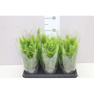 Nephrolepis Ex Vitale