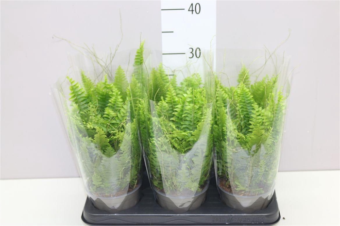 <h4>Nephrolepis Ex Vitale</h4>