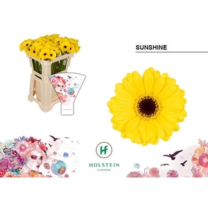 GERBERA MI 'SUNSHINE'