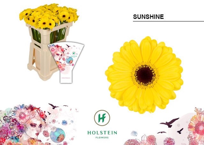 <h4>GERBERA MI 'SUNSHINE'</h4>