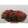 Kaaps Groen Red Brunia