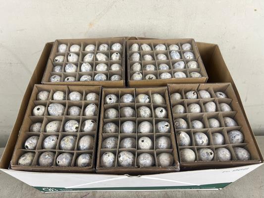 Egg Quail White Box(60pcs)