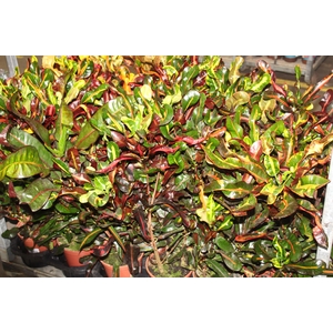 CROTON GINGHA P17