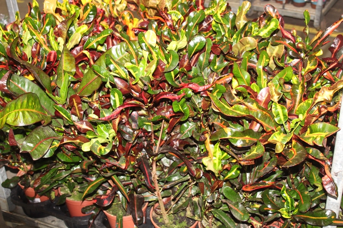 <h4>CROTON GINGHA P17</h4>
