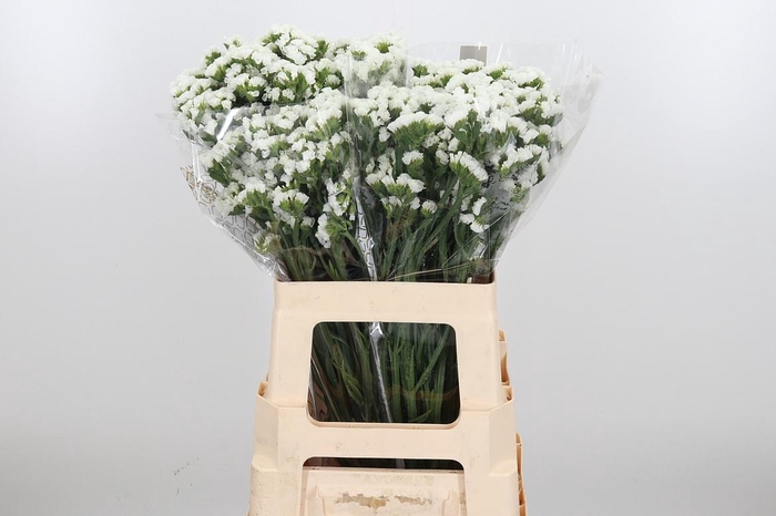 <h4>Lim S Frost Wings</h4>