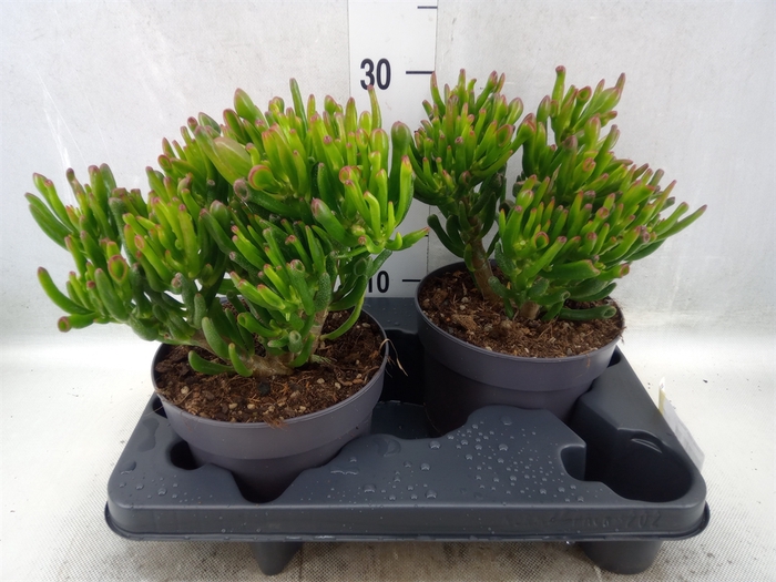 <h4>Crassula ovata 'Gollum'</h4>