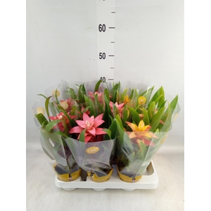 Guzmania   ...mix