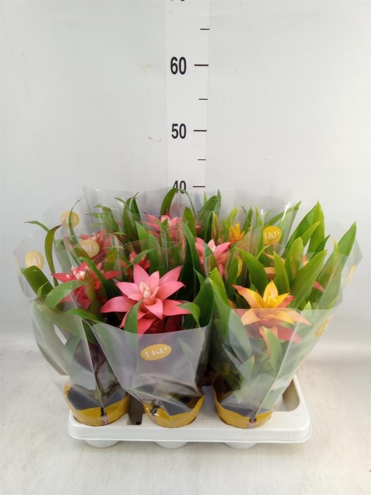 <h4>Guzmania ...mix</h4>