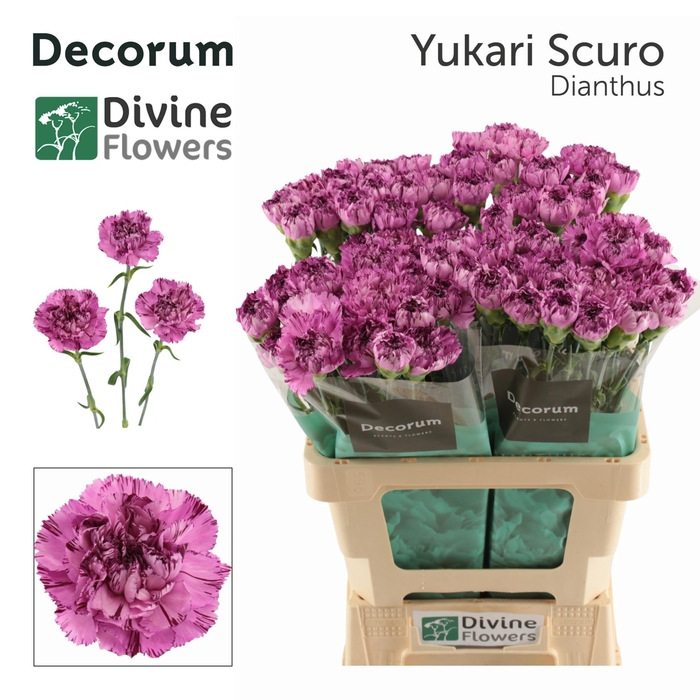 <h4>Di St Yukari Scuro Divine</h4>