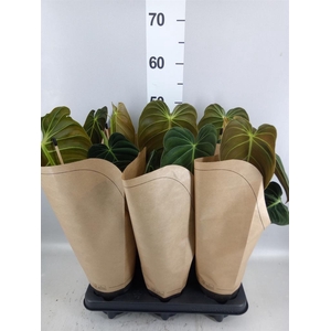 Philodendron melanochrysum