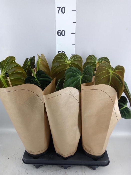 <h4>Philodendron melanochrysum</h4>
