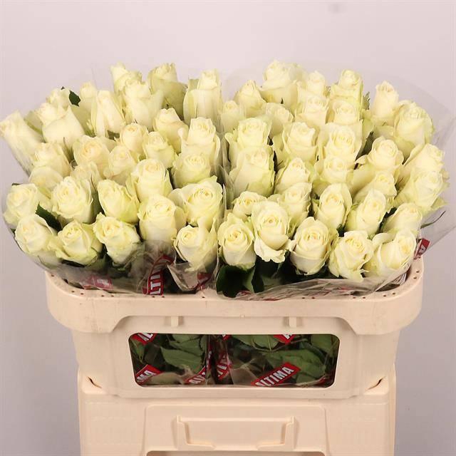 <h4>R GR ALBATROS</h4>