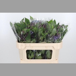 Clem Di Bl Pirouette