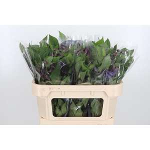 Clem Di Bl Pirouette