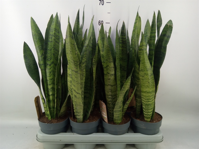<h4>Sansevieria zeylanica</h4>