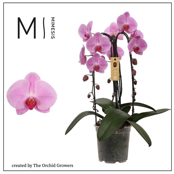 <h4>Mimesis Phal. Crown Pink - 3 spike 21cm</h4>