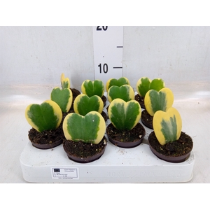 Hoya kerrii