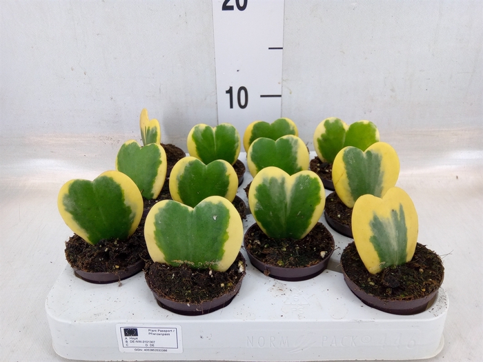 <h4>Hoya kerrii</h4>