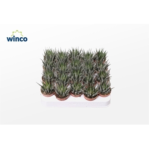 Aloe Haworthiosoides