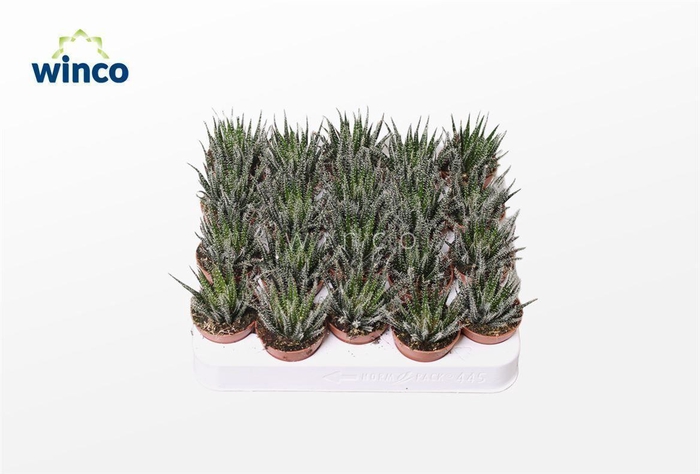 <h4>Aloe Haworthiosoides</h4>