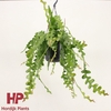 Epiphyllum anguliger