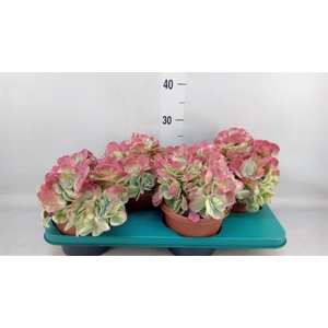 Kalanchoe NF thyrsiflora